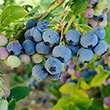 Bluecrop Northern Highbush Blueberry