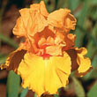 Tumalo Sunset Bearded Iris