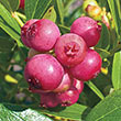 Pink Lemonade Blueberry Plant