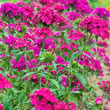 Amazon Neon Duo Dianthus Seed