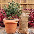 Gardens Alive<sup>®</sup> Blueberry Success Fertilizer Mix