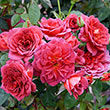 Midnight Fire<sup>™</sup> Miniature Rose