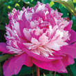 Seriously Fragrant Peony Collection