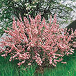 Flowering Almond Hedge
