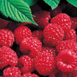 Red Latham Raspberry Plant