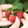 Canby Raspberry Plant