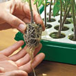 A Person Holding A Grow Plug From The Seed Kit