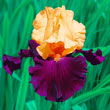Idol Bearded Iris