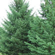 Black Hill Spruce Tree