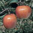 Braeburn Apple Tree