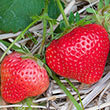 Annapolis Strawberry Plant