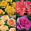 Our Choice Jumbo Grandiflora Rose