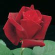 Chrysler Imperial Hybrid Tea Rose