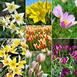 Best Tulips for Naturalizing Collection