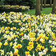 Fragrant Daffodil Collection