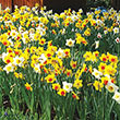 Fragrant Daffodil Collection