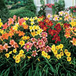 Breeders Choice Daylily Collection