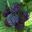 Born Free™ Thornless Black Raspberry Plant
