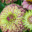 Queeny Lime with Blotch Zinnia