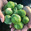 Silvia Hybrid Brussels Sprouts