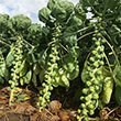 Silvia Hybrid Brussels Sprouts Seed