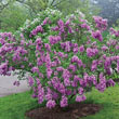 Lilac Sunday Lilac Plant