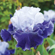 World Premier Bearded Iris