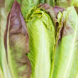 Cimarron Romaine Lettuce Seed