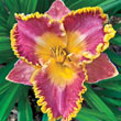 French Lingerie Reblooming Daylily