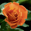 Pumpkin Patch<sup>™</sup> Floribunda Rose