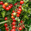 Candyland Red Tomato