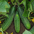 Patio Snacker Hybrid Slicing Cucumber