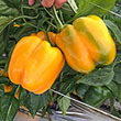 Delray S10<sup>®</sup> Hybrid Sweet Pepper