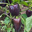 Dragonfly Hybrid Sweet Pepper