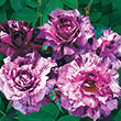Purple Tiger Floribunda Rose