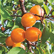Honey Pearls™ Nectacot Tree
