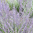 Prime Time Russian Sage