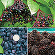 The All Season Native Fruit Collection
