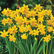 Daffodil Tête-à-Tête