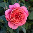Miss Manners<sup>™</sup> Grandiflora Rose