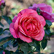 Miss Manners™ Grandiflora Rose