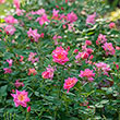 Pink Freedom Hedge Rose