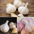 Red, White & Purple Garlic Trio