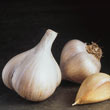 Red, White & Purple Garlic Trio