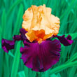Bearded Iris Collection