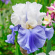 Bearded Iris Collection