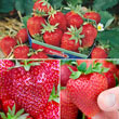 Everbearing Strawberry Collection