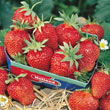 Everbearing Strawberry Collection