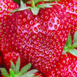 Everbearing Strawberry Collection