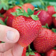 Everbearing Strawberry Collection